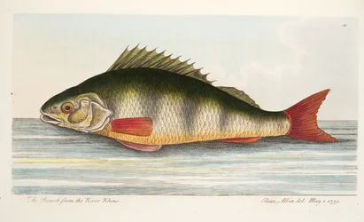 The Perch from the River Rhine, from A Treatise on Fish and Fish-ponds, pub.1832