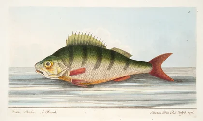 The Perch, from A Treatise on Fish and Fish-ponds, pub.1832