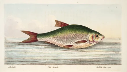The Roach, from A Treatise on Fish and Fish-ponds, pub.1832
