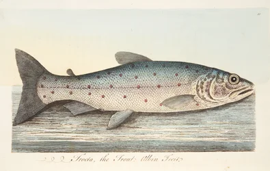 The Trout, from A Treatise on Fish and Fish-ponds, pub.1832