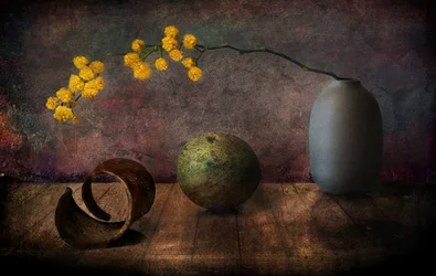 Moody Mimosa Still Life