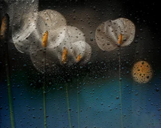 Rainy Calla Lilies
