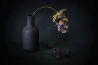 Shadowed Bloom and Berries