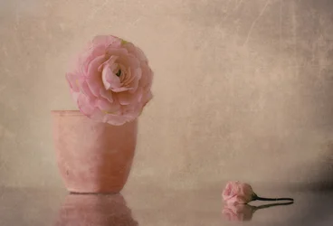Soft Pink Ranunculus Bloom
