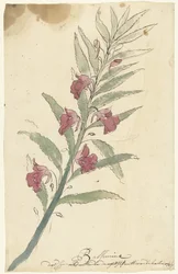Balsam