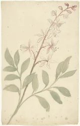 Flower Study