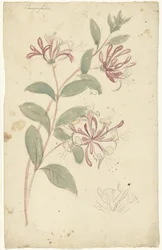 Honeysuckle