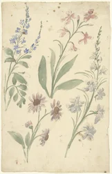 Four Studies of Pink and Blue Flowers