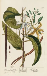Herbarium Blackwellianum emendatum et auctum