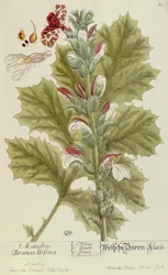 Acanthus Branca Ursina, from A Curious Herbal, published in Nuremburg in 1757