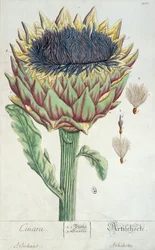 Artichoke, from 