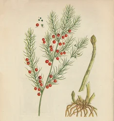 Asparagus