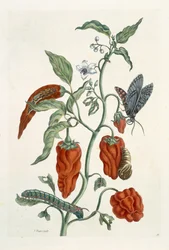 Comfrey, from 