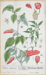 Guinea Pepper (Piper Indicum) plate 129 from the German edition of 