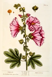 Hollyhocks, plate 54 from 
