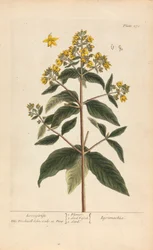 Lysimachia (Loosestrife), Plate 278 from 