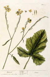 Mustard, Plate 446 from 