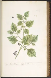 Plate 107, Night Shade, from 