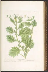 Plate 111, from 
