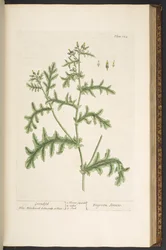 Plate 132, from 