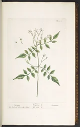 Plate 13, Jasmine, from 