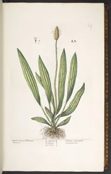 Plate 14, Narrow Leaved Plantain, from 