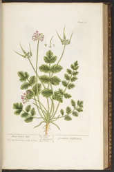 Plate 150, from 