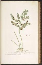 Plate 155, from 