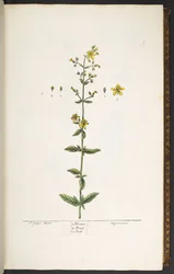 Plate 15, St John