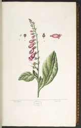 Plate 16, Fox Glove, from 