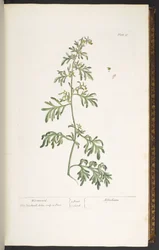 Plate 17, Wormwood, from 