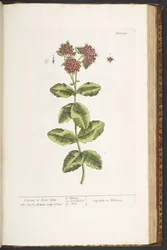 Plate 191, Orpine, or Live-Long, from 