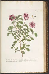 Plate 197, from 
