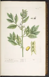 Plate 19, The Bean, from 
