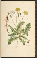 Plate 1, Dandelion, from 