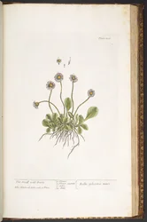Plate 200, The Small Wild Daisy, from 