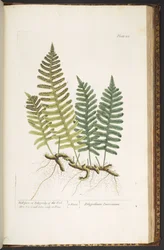 Plate 215, Wall-fern or Polypody of the Oak, from 