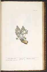 Plate 219, from 
