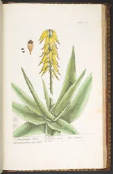 Plate 229, from 
