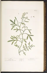 Plate 23, Garden Cress, from 