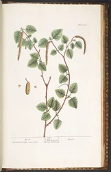 Plate 240, from 