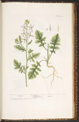 Plate 242, from 