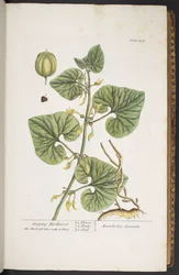 Plate 255, from 