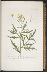 Plate 266, from 