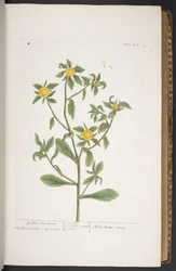 Plate 272, from 