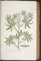 Plate 282, from 