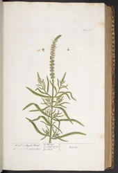 Plate 283, from 