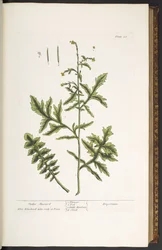 Plate 28, Hedge Mustard, from 