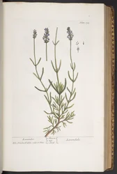 Plate 294, from 