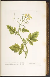 Plate 29, White Mustard, from 